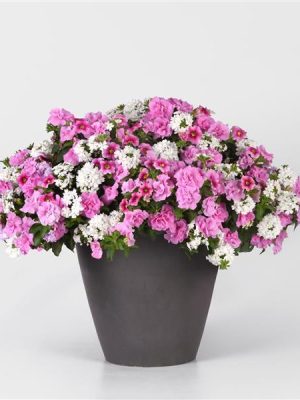 3 in 1 Plant Mixmasters 'Piece of Cake'