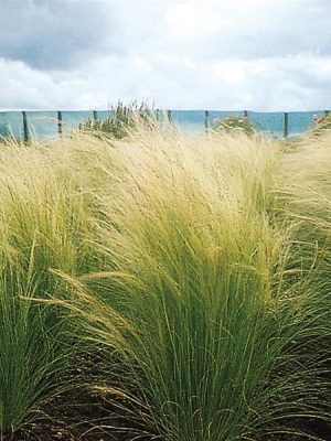 Grass Stipa 'Ponytail'