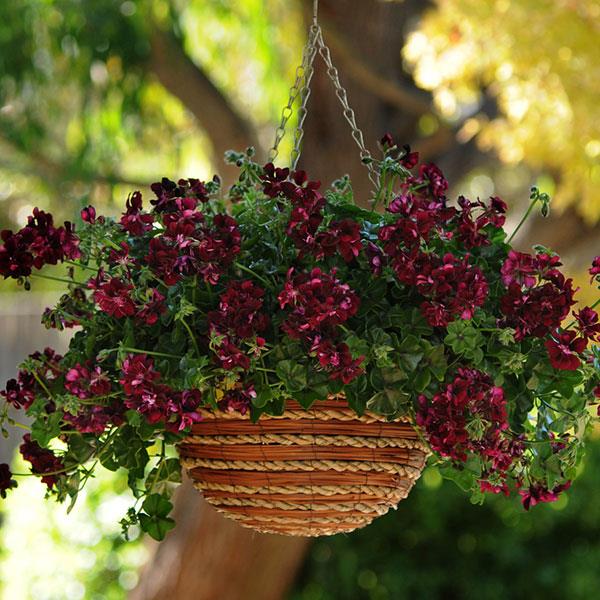 Geranium Ivy Precision Dark Burgundy - Kool Breeze Farms