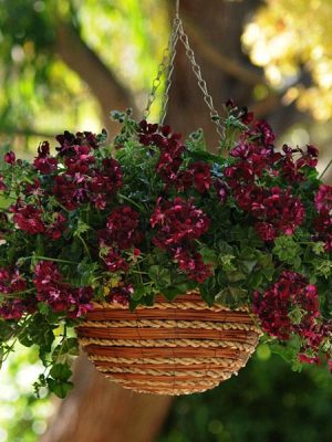 Geranium Ivy Precision™ Dark Burgundy