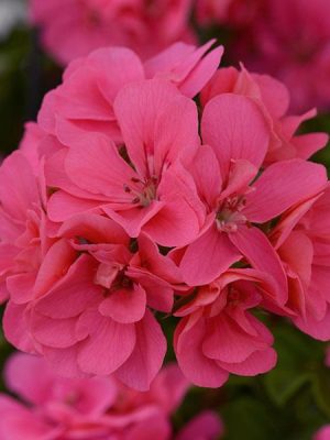 Geranium Ivy Precision™ Pink Flamingo
