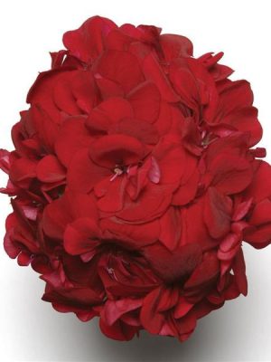 Geranium Ivy Precision™ Ruby