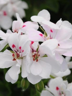 Geranium Ivy Precision™ White Red Eye