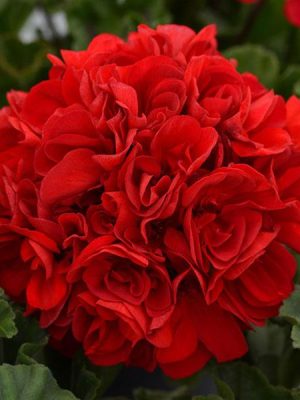 Geranium Presto™ Dark Red