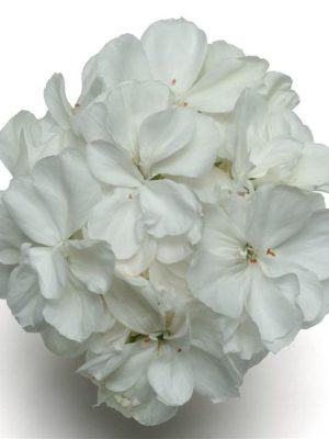 Geranium Presto White