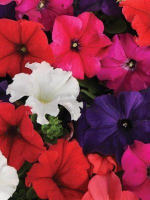 Petunia Pretty Grand Mixture