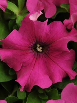 Petunia Pretty Grand Purple