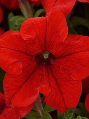 Petunia Pretty Grand Red