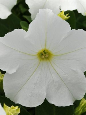 Petunia Pretty Grand White