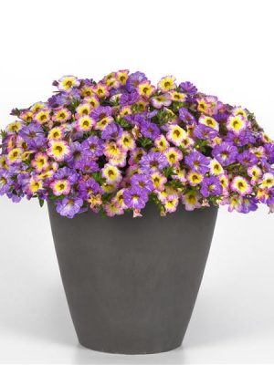 3 in 1 Plant Mixmasters 'Pretty Pastels'