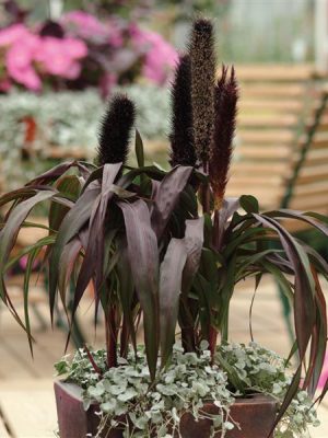 Ornamental Millet 'Purple Baron'