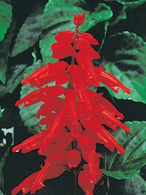 Salvia Red Hot Sally II