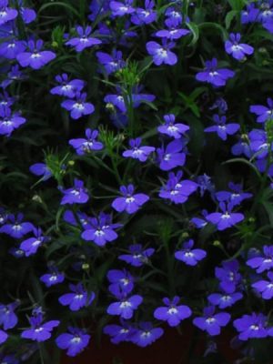 Lobelia Regatta Midnight Blue