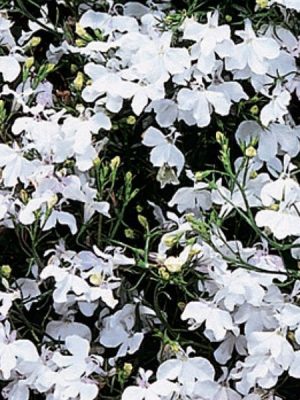 Lobelia Regatta White