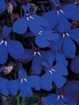 Lobelia Riviera Midnight Blue