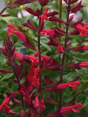 Salvia 'Roman Red'