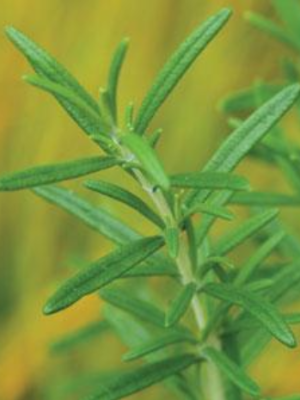 Rosemary, Common