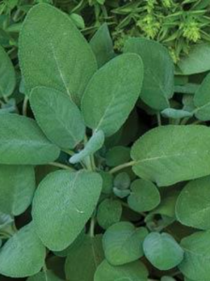 Sage, Common