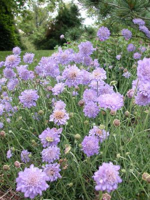 Pincushion Flower 'Butterfly Blue'