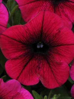 Petunia Shock Wave® 'Deep Purple'