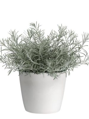 Silver Threads Helichrysum