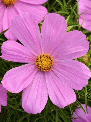 Cosmos Sonata™ 'Pink'