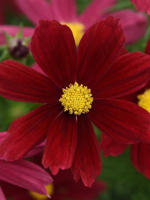 Cosmos Sonata™ 'Red Shades'