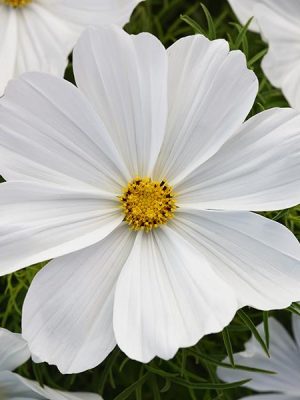 Cosmos Sonata™ 'White'