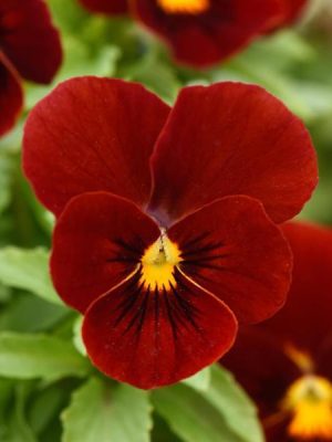 Viola Sorbet® XP 'Red'