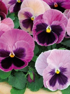 Pansy Matrix® 'Pink Shades'
