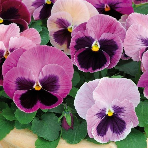 Pansy Matrix® 'Pink Shades'