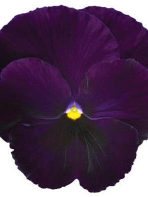 Pansy Matrix® 'Purple'