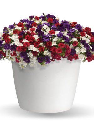 3 in 1 Plant Trixi 'Star Spangled Glamour'