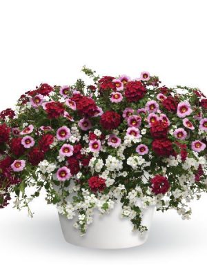 3 in 1 Plant Trixi 'Strawberry Shortcake'