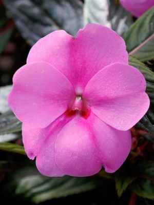 Impatiens SunPatiens® 'Vigorous Lavender Splash'