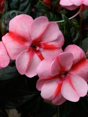 Impatiens SunPatiens® 'Vigorous Peach Candy'