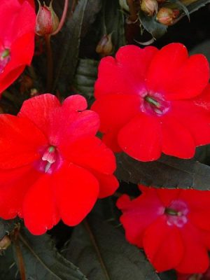 Impatiens SunPatiens® 'Vigorous Red'