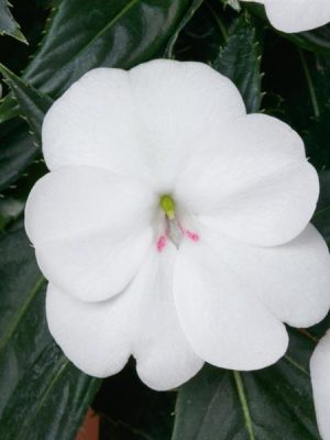 Impatiens SunPatiens® 'Vigorous White'