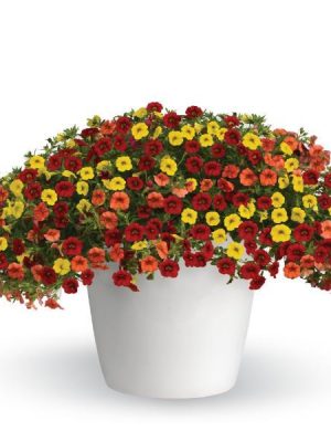 3 in 1 Plant Trixi 'Sunset'