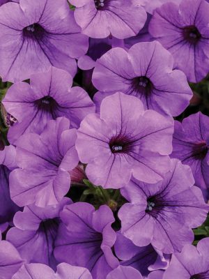 Petunia Supertunia 'Mini Vista Indigo'