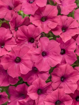 Petunia Supertunia 'Vista Fuchsia'