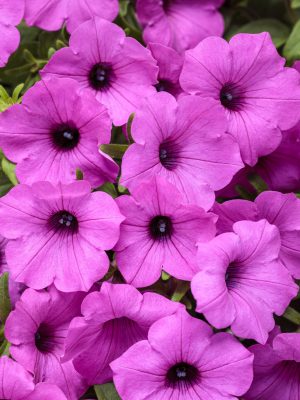 Petunia Supertunia 'Vista Jazzberry'