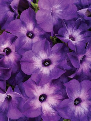 Petunia Supertunia 'Tiara Blue'
