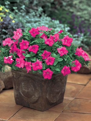 Petunia Supertunia 'Pink Giant'