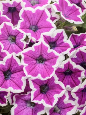 Petunia Supertunia 'Hoopla Vivid Orchid'