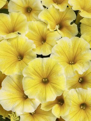 Petunia Supertunia 'Saffron Finch'