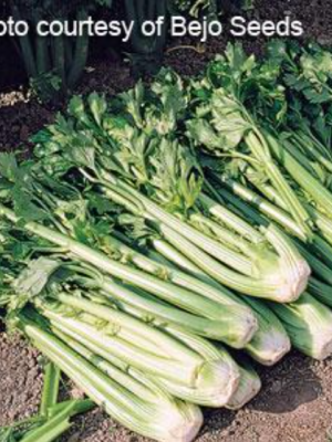 Celery 'Tango'