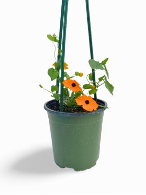 Thunbergia Sunny Susy 'New Orange'