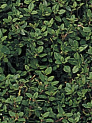 Thyme 'Lemon'