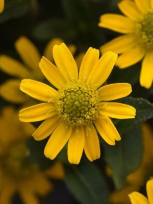 Sanvitalia Tsavo™ Compact Yellow